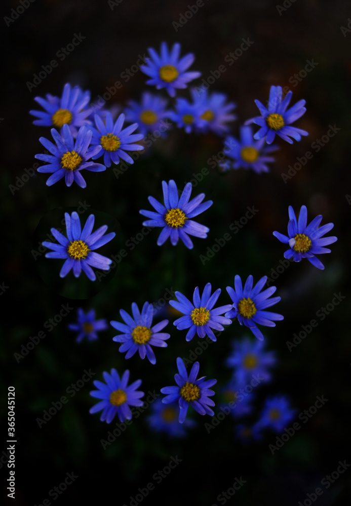 blue flower background