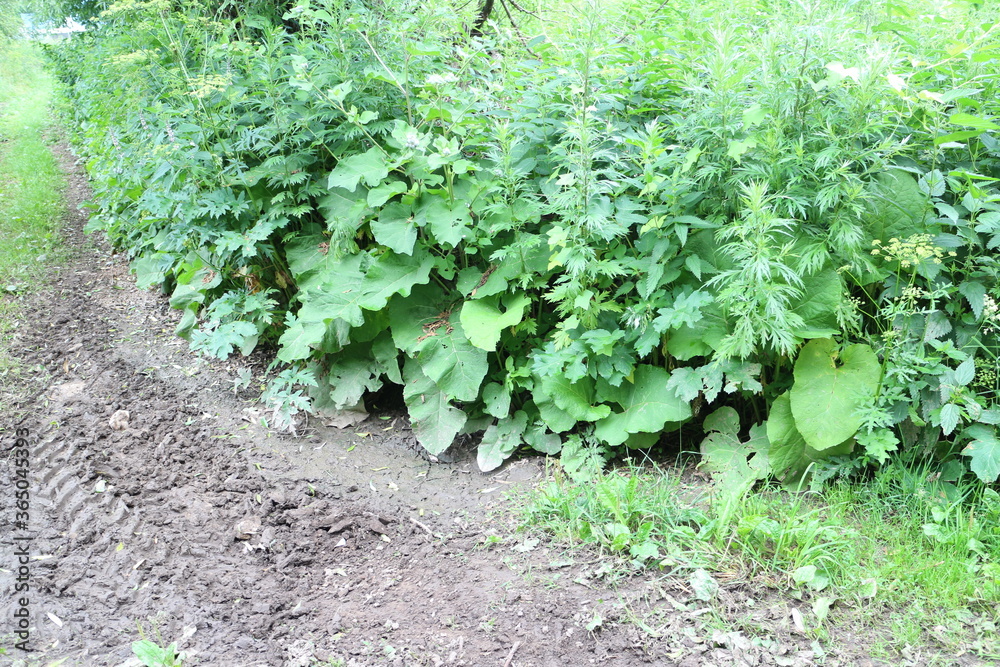 Thickets of burdocks and weeds in summer in the village Thickets of burdocks and weeds in summer in the village
