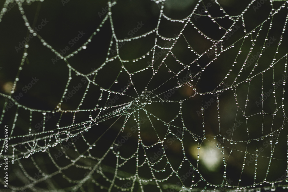 Close up of spider net with water drops. Macro dew drops on spider web. Shiny dew drops on spider net. Close up of spider net with water drops. Macro dew drops on spider web. Shiny dew drops on spider net.