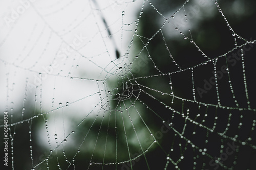 Close up of spider net with water drops. Macro dew drops on spider web. Shiny dew drops on spider net. © Danil Nikonov
