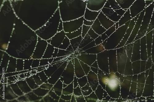 Close up of spider net with water drops. Macro dew drops on spider web. Shiny dew drops on spider net.