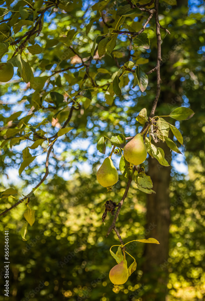 Unripe green pears. Young pear tree. Ripe fruit harvest Unripe green pears. Young pear tree. Ripe fruit harvest