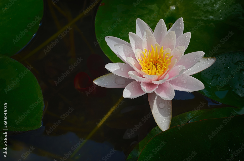 Beautiful white water Lily in a pond with water drops. Illuminated by the sun Top view Beautiful white water Lily in a pond with water drops. Illuminated by the sun Top view