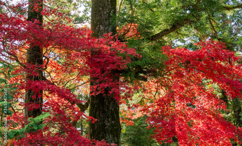 Autumn colors in Nikko, Japan in November. Green pines and red maples. Autumn colors in Nikko, Japan in November. Green pines and red maples.