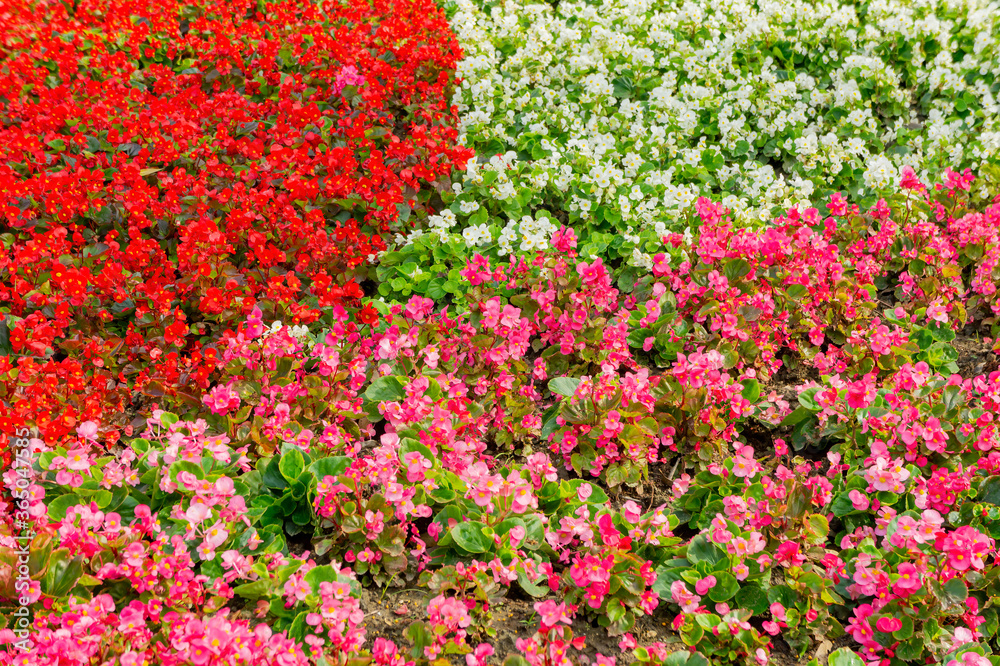 Many colorful flower blossom on the ground
