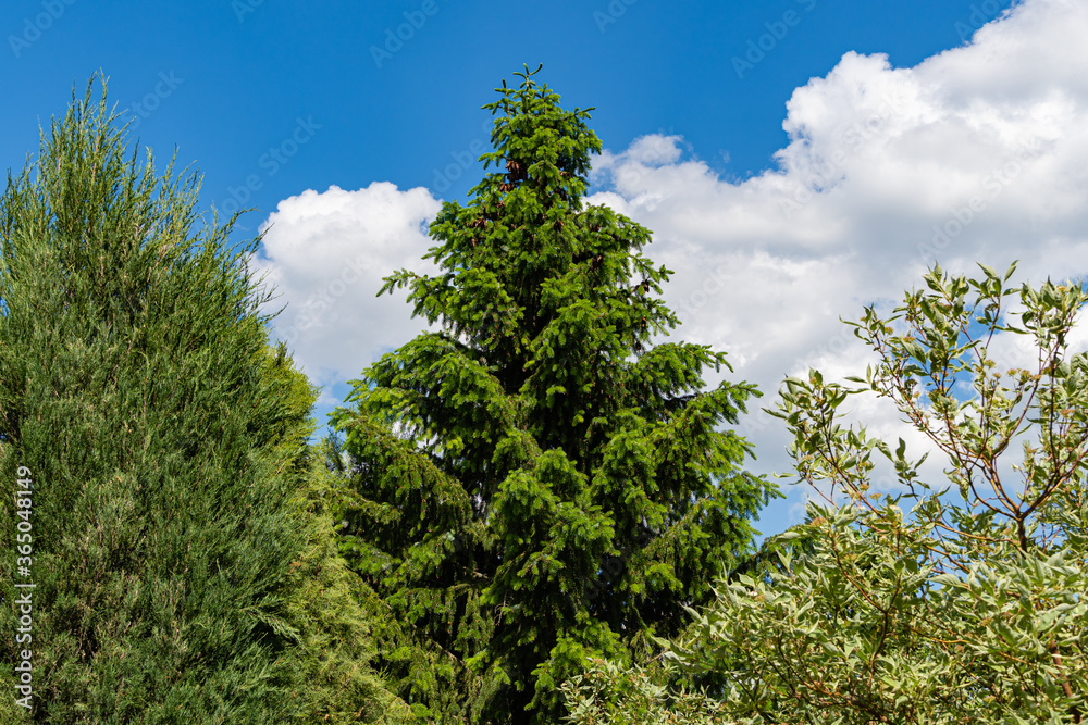 Serbian spruce Picea omorika against blue sky. Well maintained garden. Serbian spruce Picea omorika with cones in center between evergreen juniper and leafy Cornus alba Elegantissima or Swidina white.