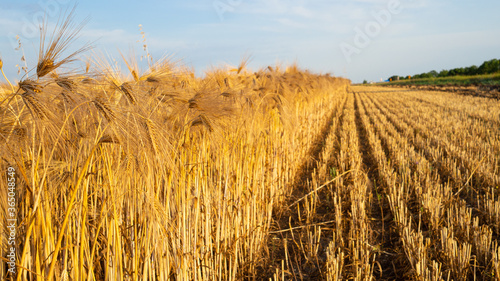 Selective focus. mature golden wheat in field against blue sky, rows of mown wheat. Rural landscape. Summer beautiful view. Copy space, natural background