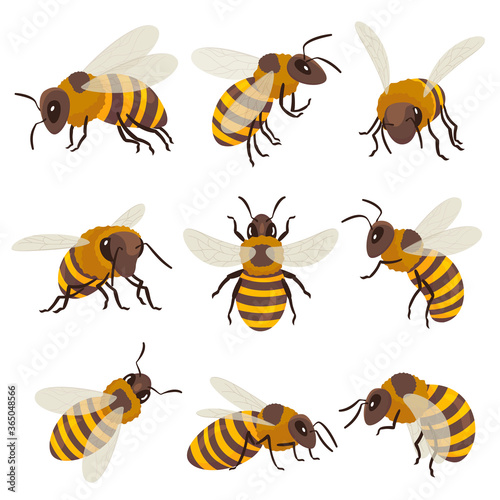 Bees set. Winged insect flying, sitting, creeping. Top, side, front view. Beekeeping, honeycraft, apiculture. © Vikivector