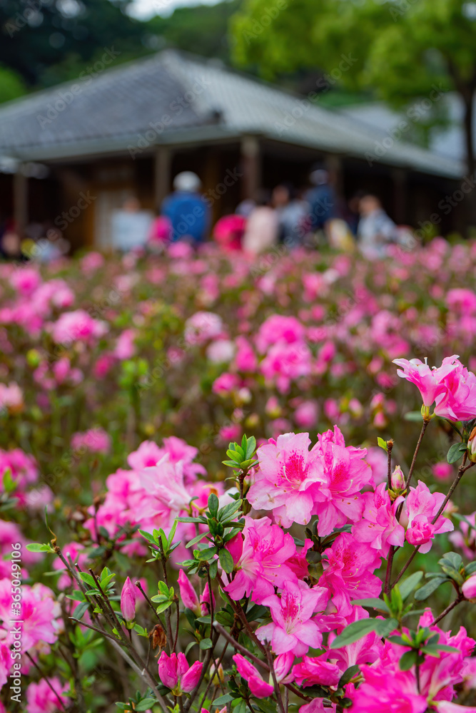 Many colorful Rhododendron blossom on the ground