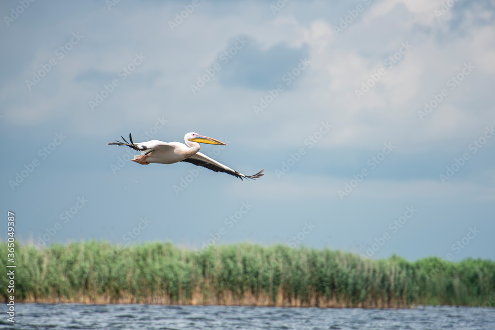 Fototapeta premium Beautiful Pelican