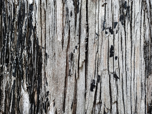 Texture of the trunk of a robust tree. Wood background.