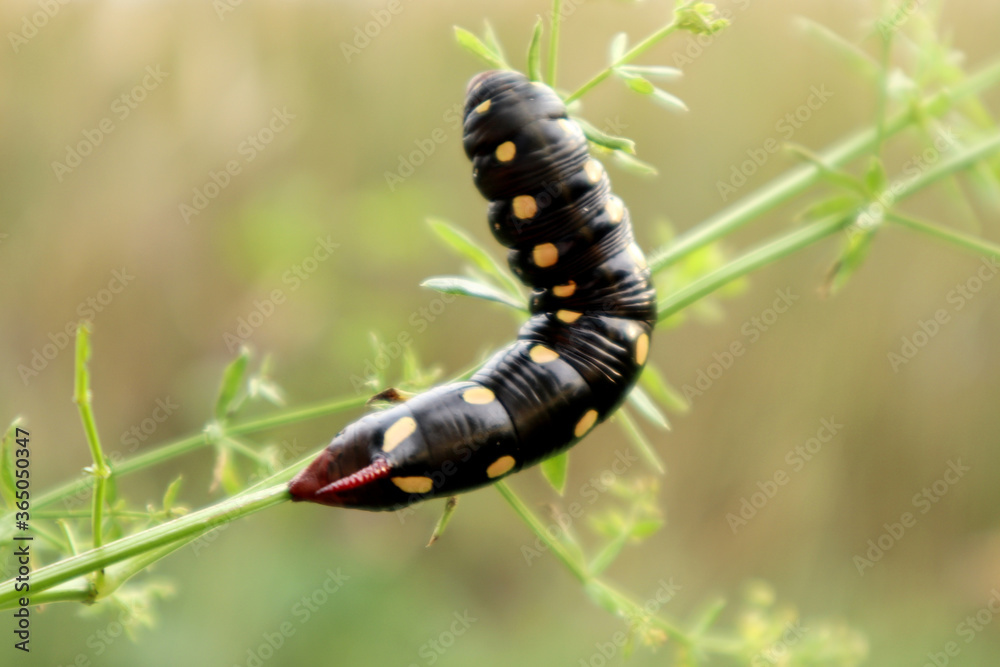 A black caterpillar with yellow spots crawls along a branch of a plant on a light background of a meadow, close-up A black caterpillar with yellow spots crawls along a branch of a plant on a light background of a meadow, close-up