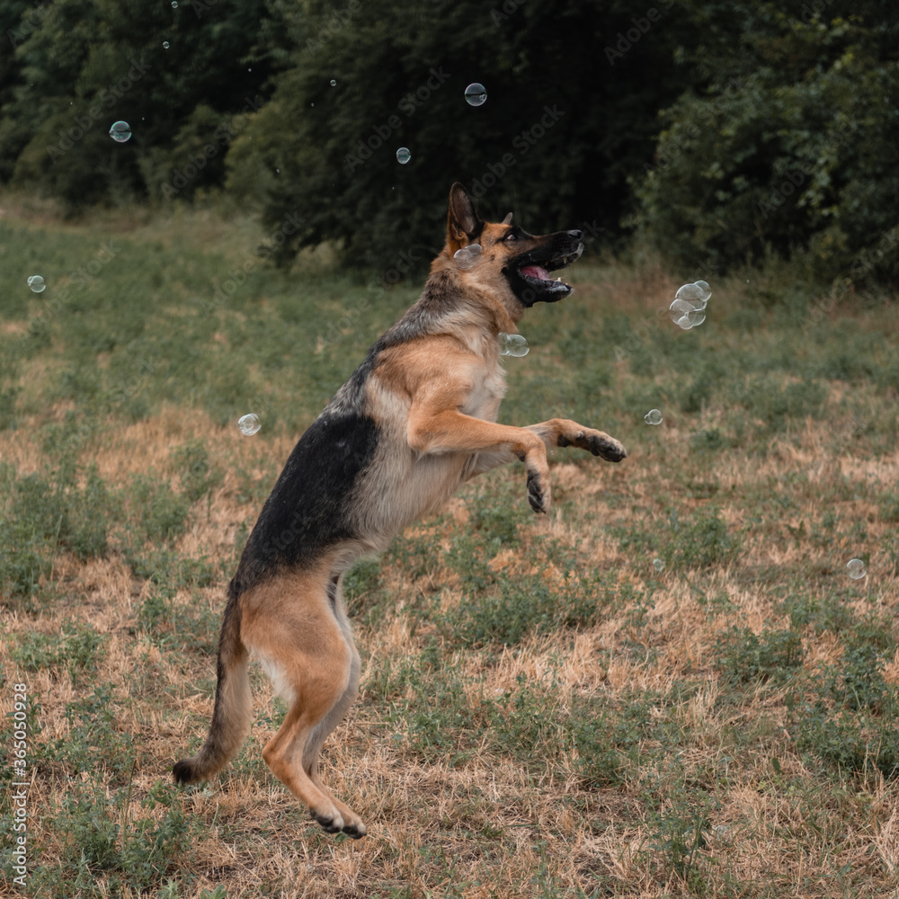 A German shepherd plays with soap bubbles. The dog catches soap bubbles with its mouth, games with the dog in nature, in the fresh air. An active German shepherd jumps and catches soap bubbles. A German shepherd plays with soap bubbles. The dog catches soap bubbles with its mouth, games with the dog in nature, in the fresh air. An active German shepherd jumps and catches soap bubbles.