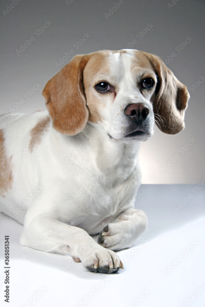 beagle dog portrait on gray background