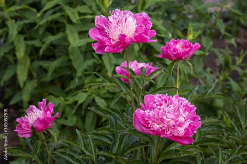 Purple peonies bloomed in the garden.