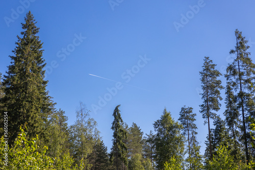 The tops of the trees against the blue sky.