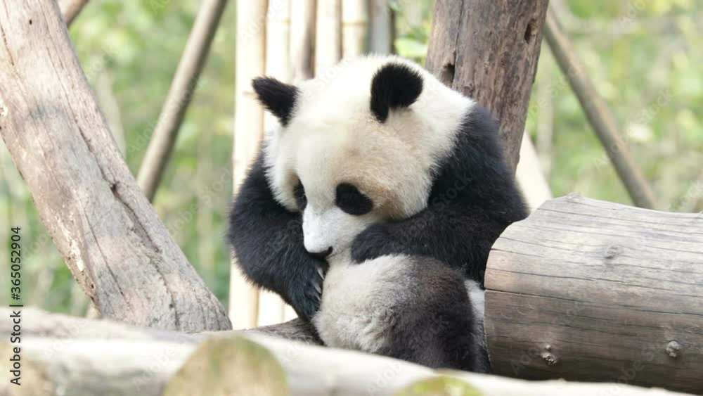Fluffy Little Panda is Nibbling her Fur, Wolong Giant Panda Nature Reserve, Shenshuping, China Fluffy Little Panda is Nibbling her Fur, Wolong Giant Panda Nature Reserve, Shenshuping, China