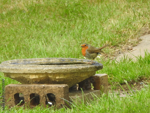 Robin on bird bath
