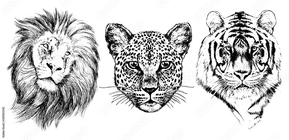 Lion, leopard, tiger, graphic black on a white background Lion, leopard, tiger, graphic black on a white background