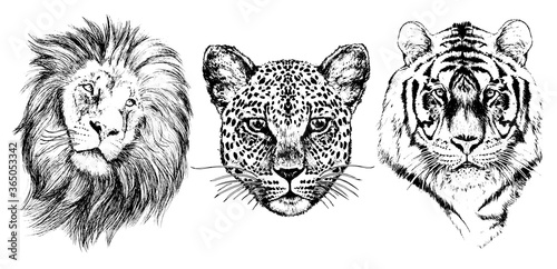 Lion, leopard, tiger, graphic black on a white background photo