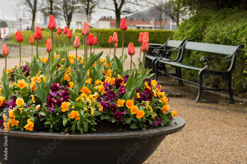 A large planting of tulips and other flowers sits in front of a Copenhagen Bench in Denmark.