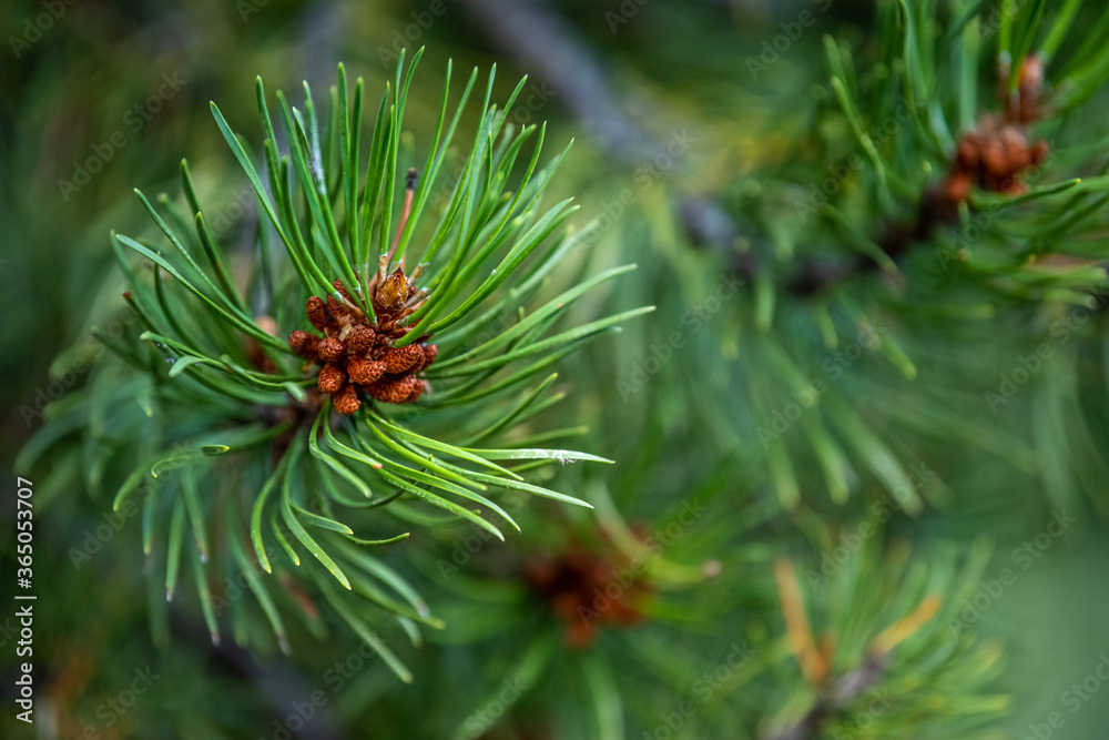 Closeup of young pine branch with long needles and small pine cones. Closeup of young pine branch with long needles and small pine cones.