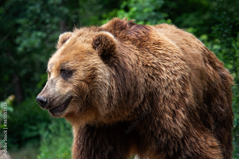 Kamchatka Brown bear (Ursus arctos beringianus). Brown fur coat, danger and aggresive animal. Big mammal from Russia.