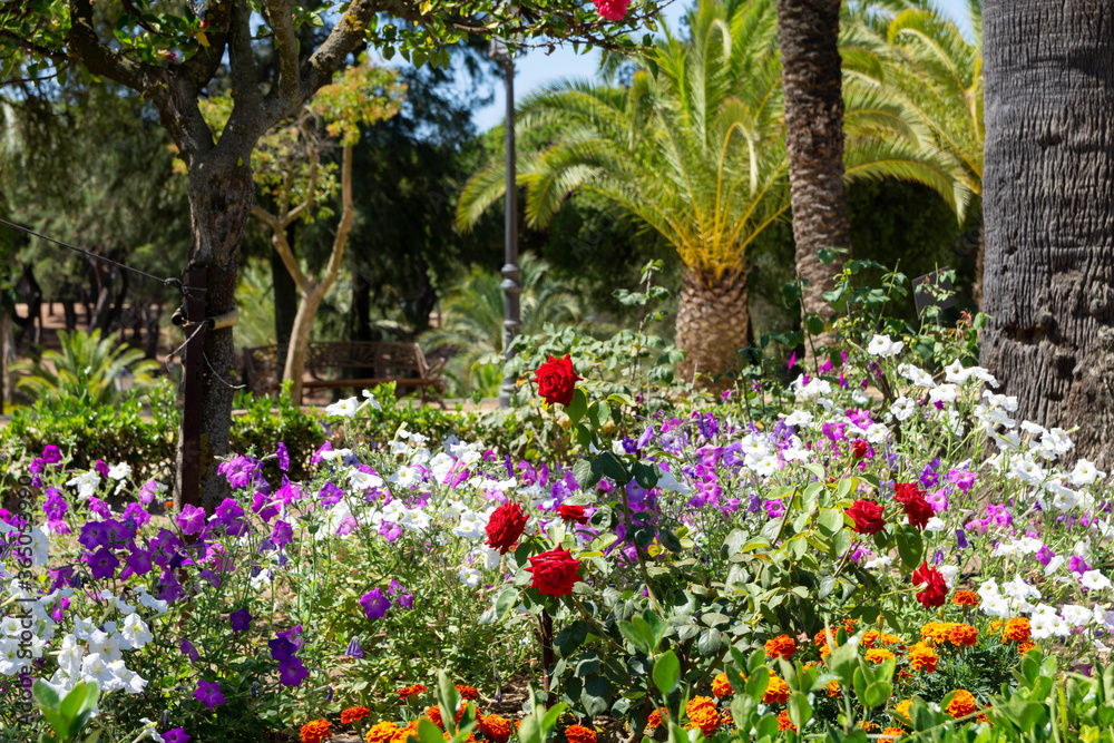 Flowery garden with petunias, roses, palm trees and other trees. Multicolor, beautiful landscape in Spanish garden