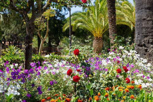 Fototapeta Naklejka Na Ścianę i Meble -  Flowery garden with petunias, roses, palm trees and other trees. Multicolor, beautiful landscape in Spanish garden