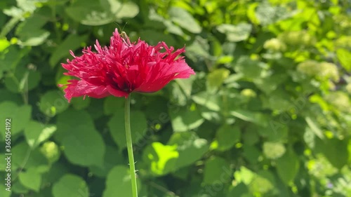 close-up of red monard in the garden video 4k photo