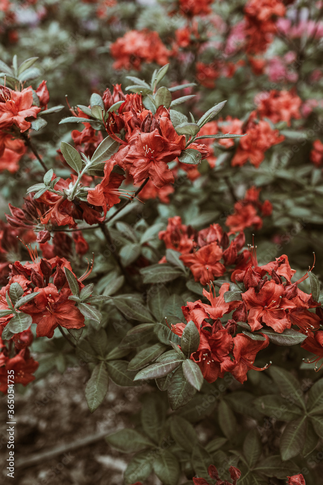 Closeup of beautiful red rhododendron flowers bloom bush. Summer floral foliage composition Closeup of beautiful red rhododendron flowers bloom bush. Summer floral foliage composition