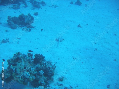 Wallpaper Mural Unter Wasser Torontodigital.ca