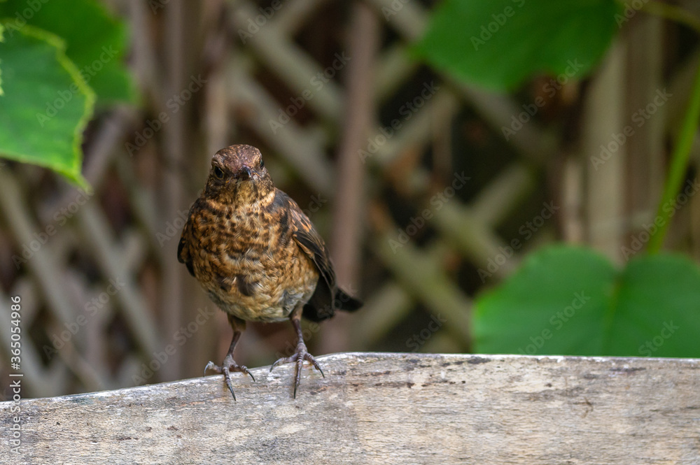 Obraz premium Juvenile blackbird, turdus merula, perched on wooden fence
