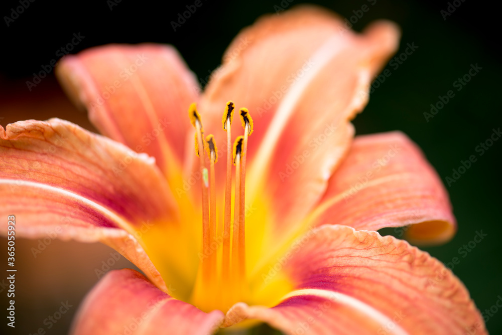 Fototapeta premium Taglilie