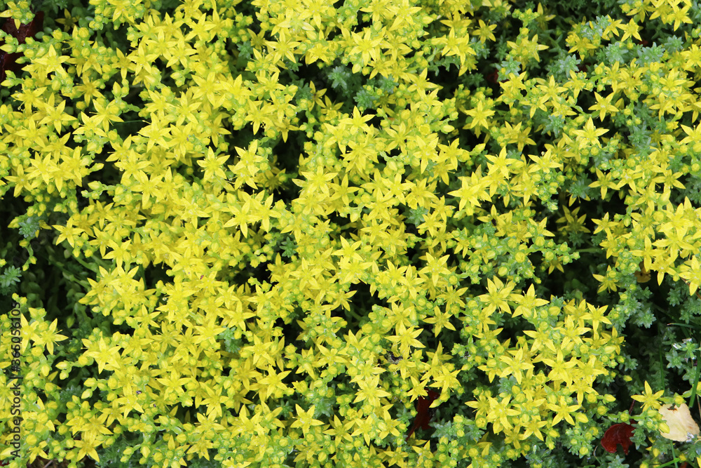 yellow nature background of sedum acre yellow nature background of sedum acre