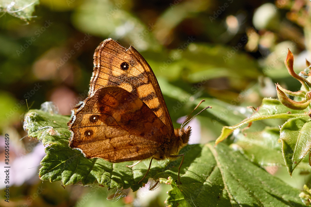 Fototapeta premium Mariposa