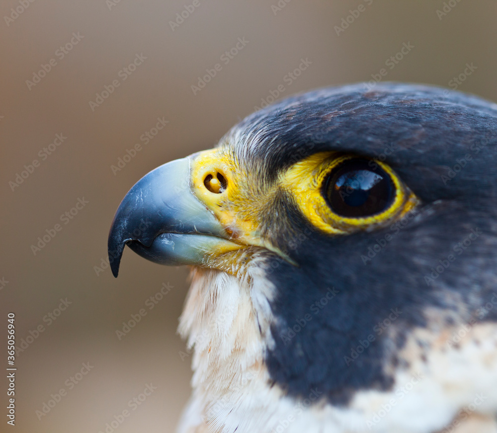 Fototapeta premium PEREGRINE FALCON (Falco peregrinus)