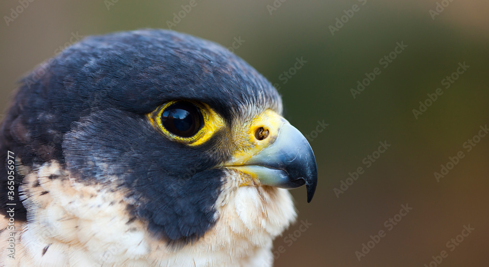 Obraz premium PEREGRINE FALCON (Falco peregrinus)