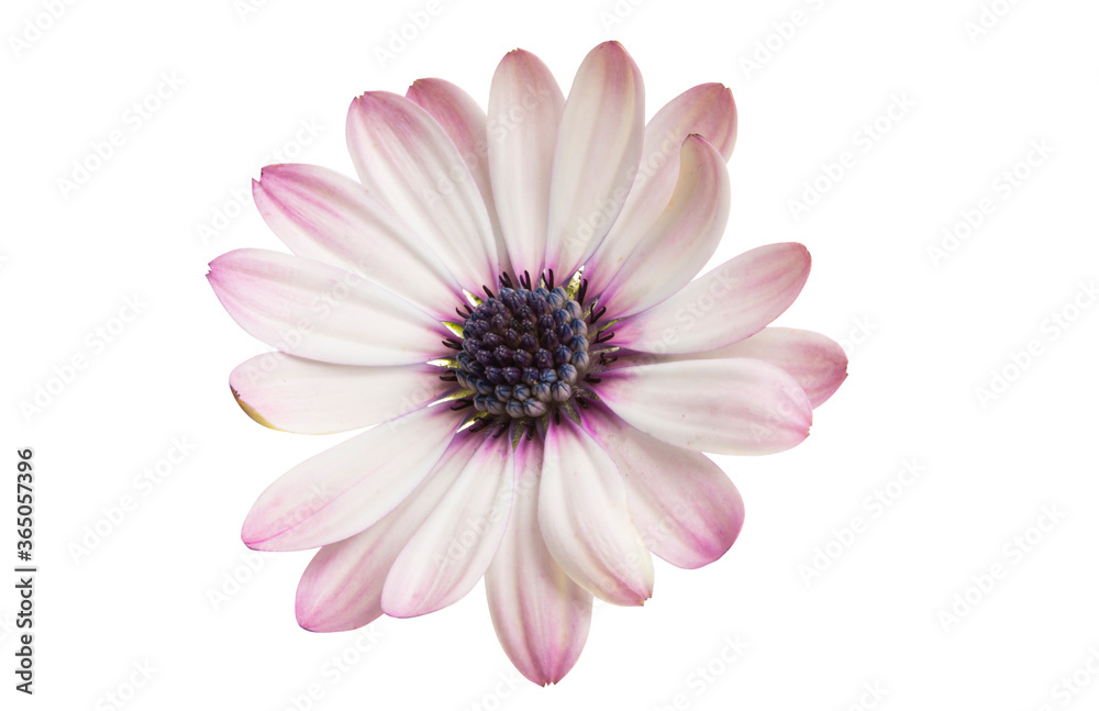 Osteospermum daisy flower isolated