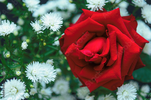 red rose in the garden photo