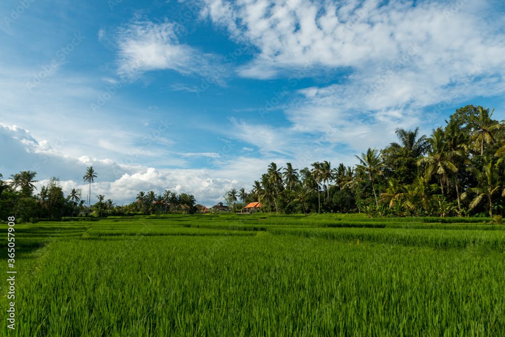Rice fields in Ubud Rice fields in Ubud