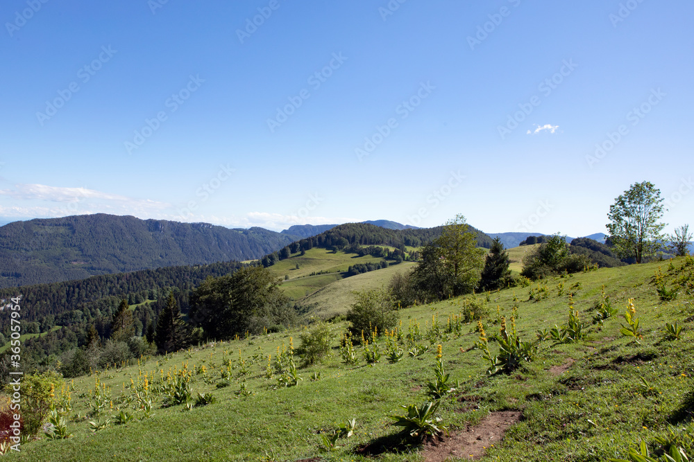 Fresh green meadow on slopes of Jura mountains, swiss idyll landscape, summer day. Naturpark Thal, Switzerland.