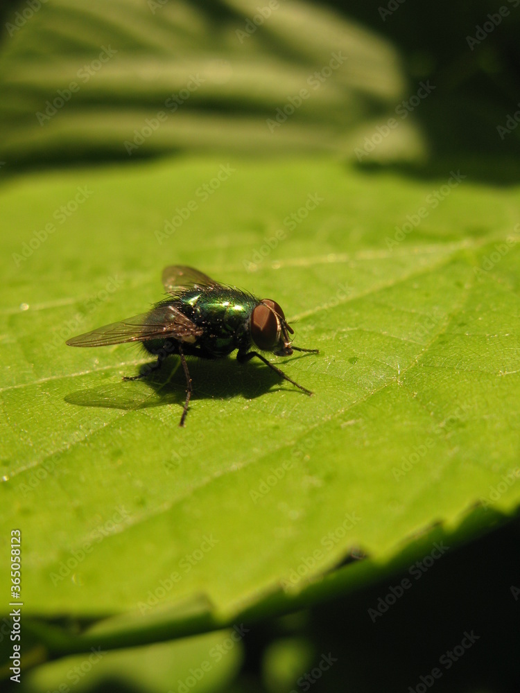 Common green bottle fly (Lucilia sericata) sitting on a green leaf
