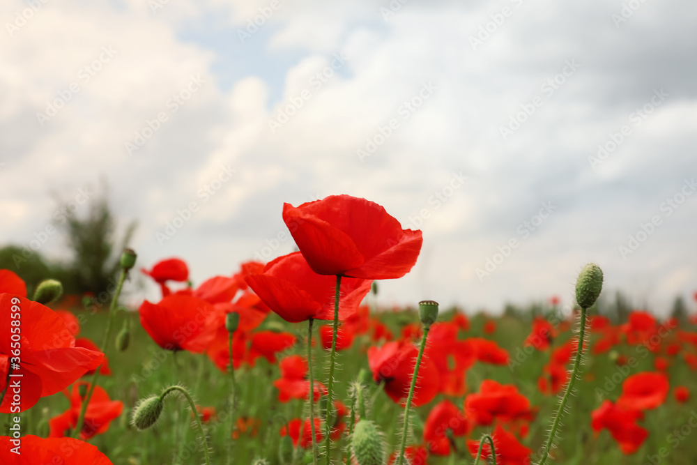 Naklejka premium Beautiful red poppy flowers growing in field