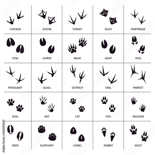 Animals foot marks. Animal footprint, animals paw silhouettes, bear, cat, wolf and rabbit footprint steps vector illustration set. Print animal track, footprint goose and turkey, partridge and cow