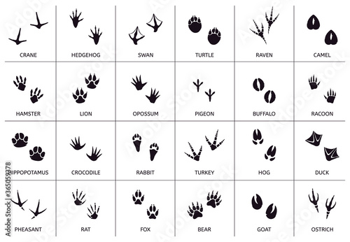 Animals footprint. Animal, birds and reptile foot marks, wild animals paw silhouettes, mammals walking paw tracks vector illustration set. Footprint bear, hamster and camel, pigeon and buffalo