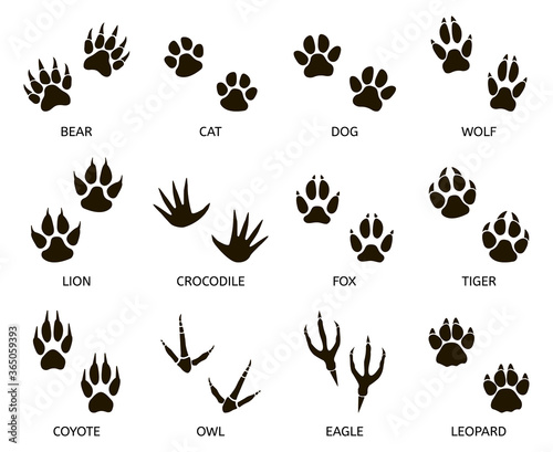 Predator footprint. Wild animals paw prints, cat, bear, tiger, fox and wolf footprints, predators foot marks silhouette vector illustration set. Mammal footprint, print animal, danger predator