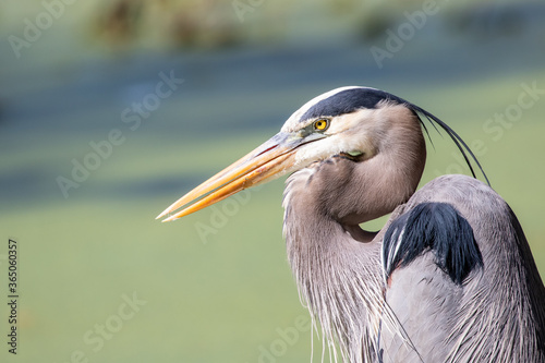 Cuadro en lienzo Great Blue Heron Close-up