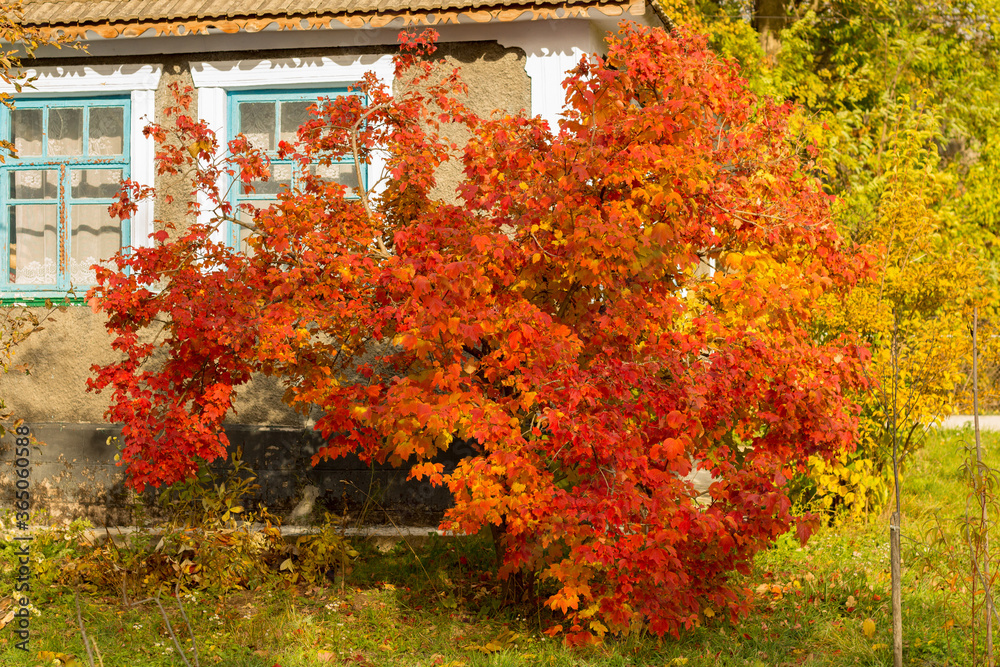 Viburnum bush in the village in autumn