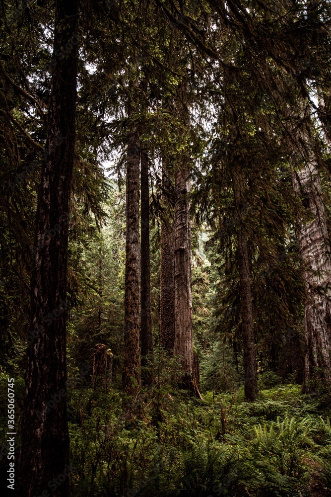 Fototapeta premium hoh national forest 
